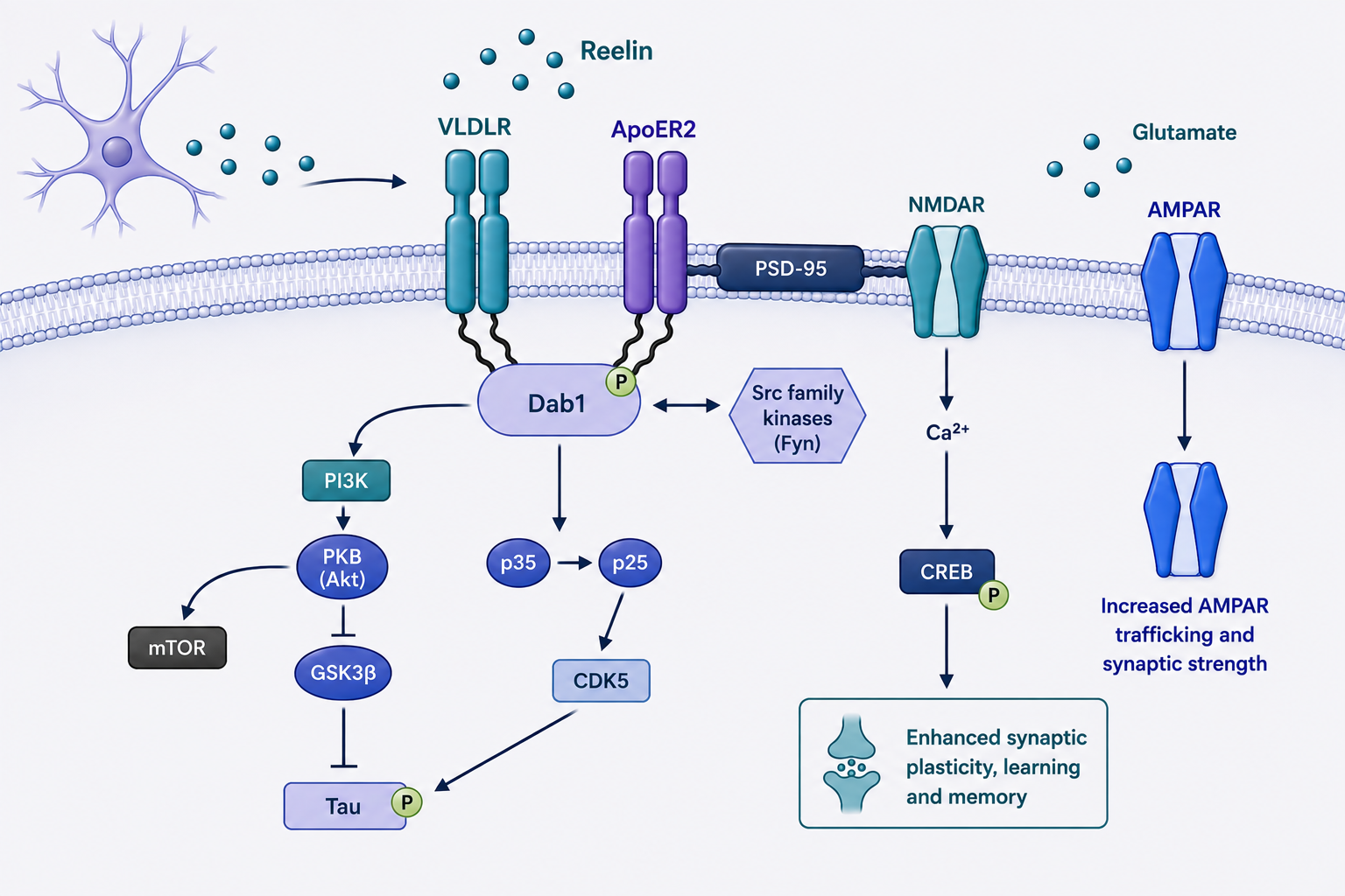 Diagram showing reelin signaling across neuronal receptors and synaptic pathways